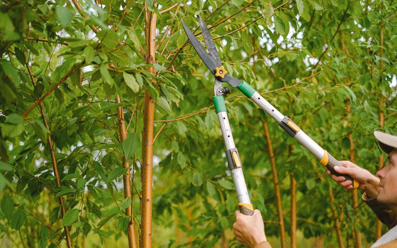 Tree trimming in Murrysville, PA
